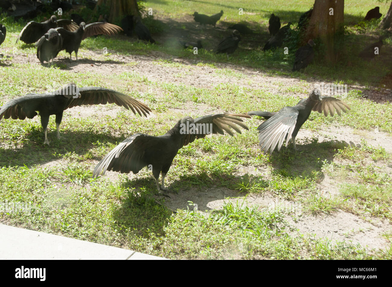 Group of Turkey Vultures Stock Photo Alamy