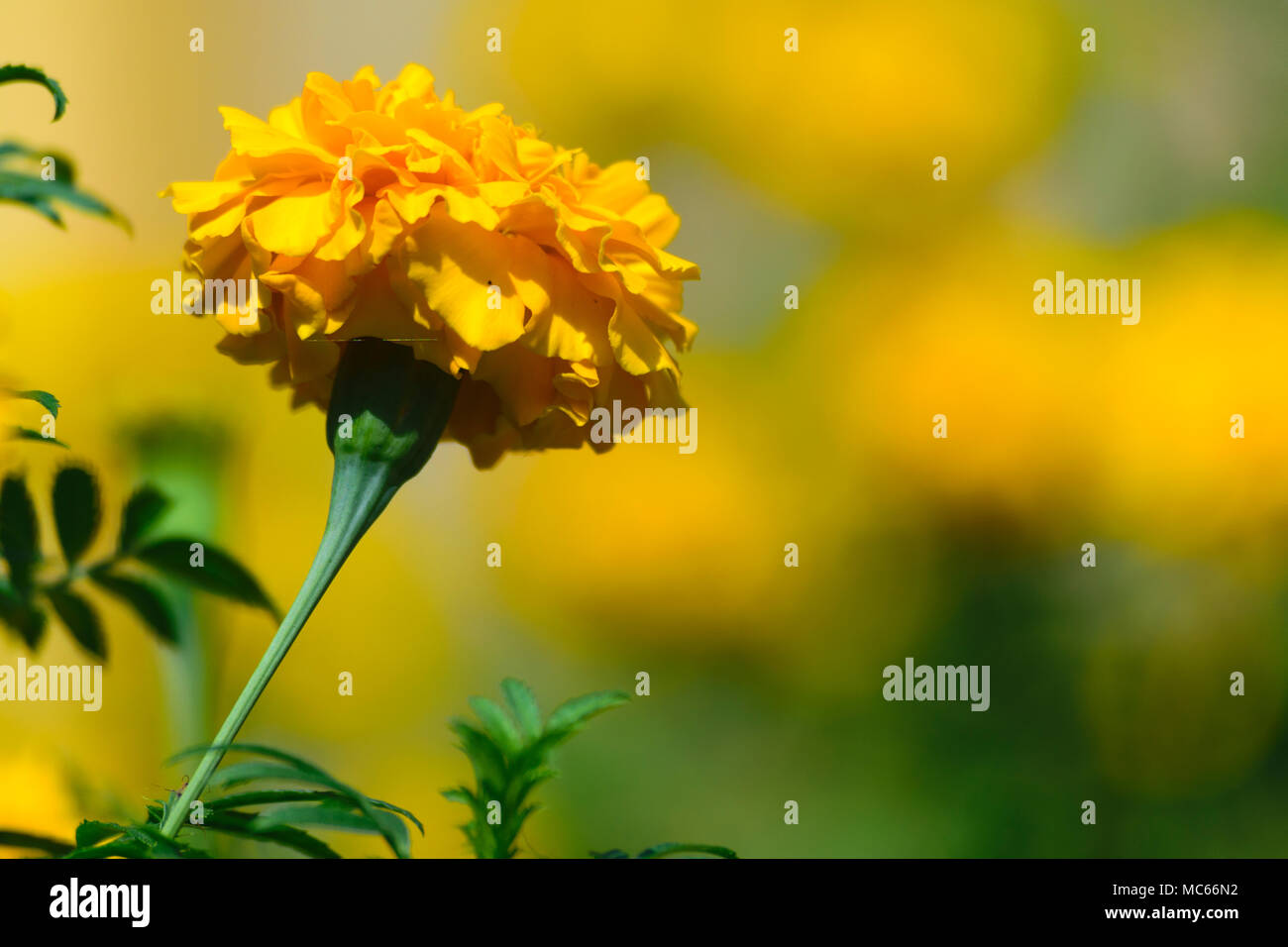 Erecta l hi-res stock photography and images - Alamy