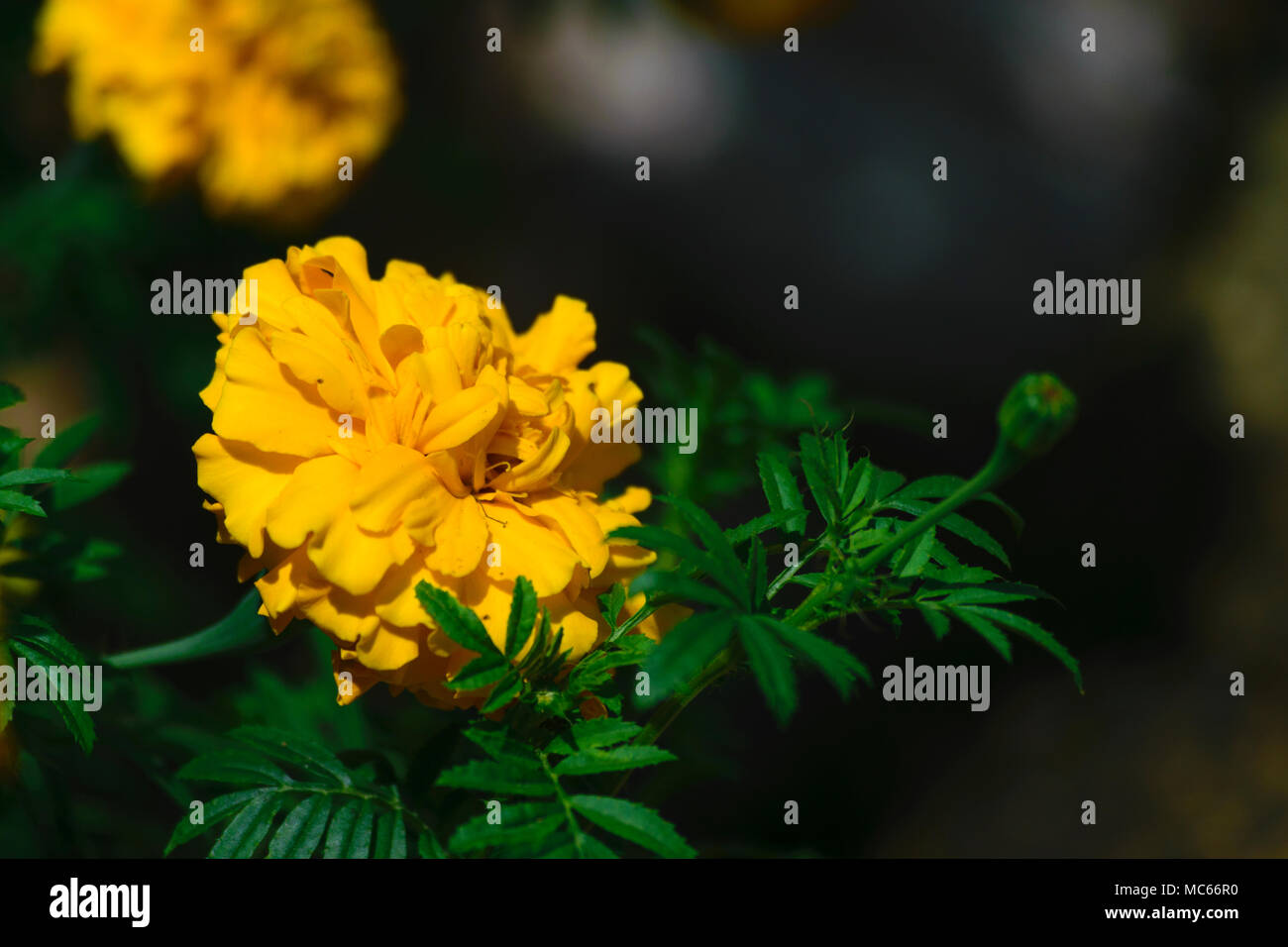 Tagetes erecta hi-res stock photography and images - Alamy