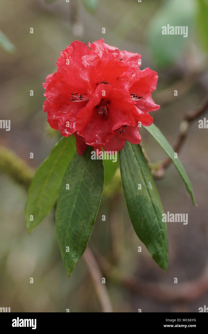 flowers of Rhododendron barbatum at Clyne gardens, Swansea, Wales, UK Stock  Photo - Alamy