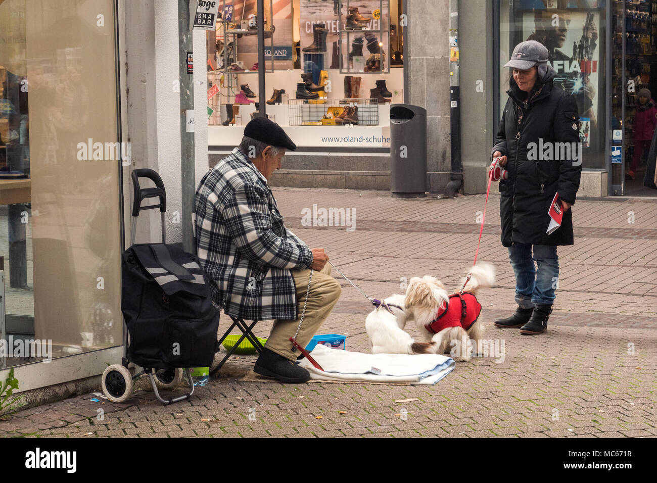 Dogs meeting on a walk,Heidelberg,Germany Stock Photo