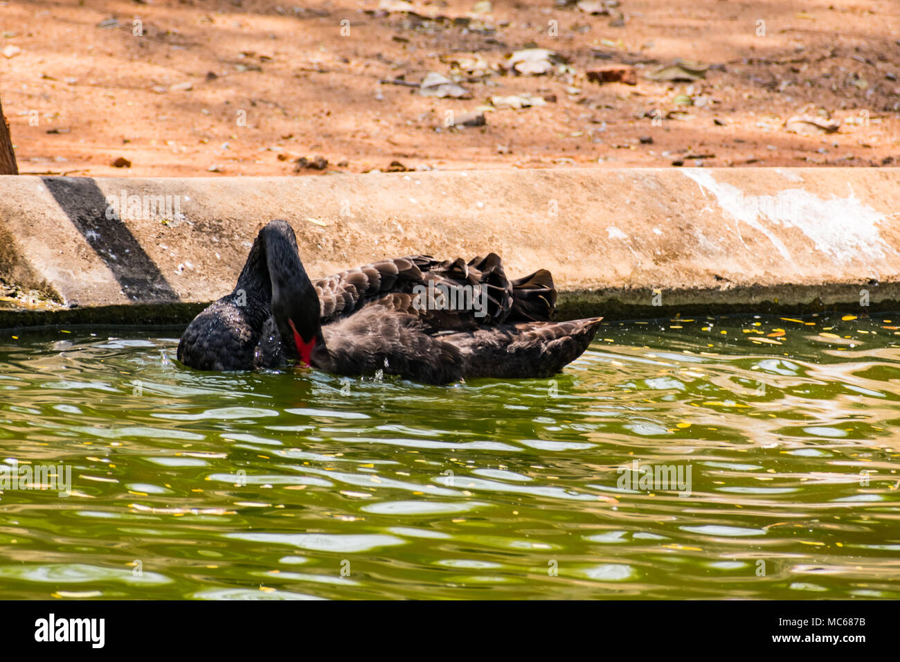 A black couple swan playing at water at zoo. Stock Photo