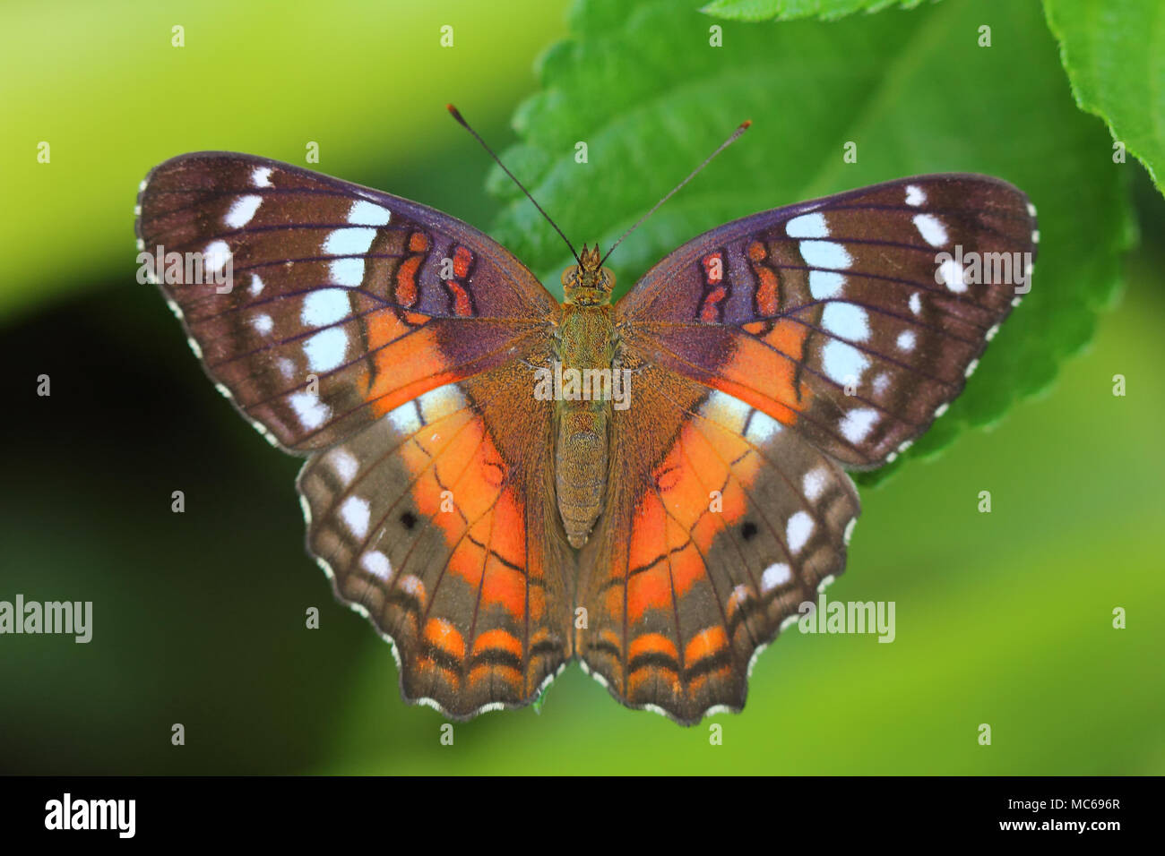 Anartia amathea  (LINNAEUS, 1758). Lepidoptera: Nymphalidae Stock Photo