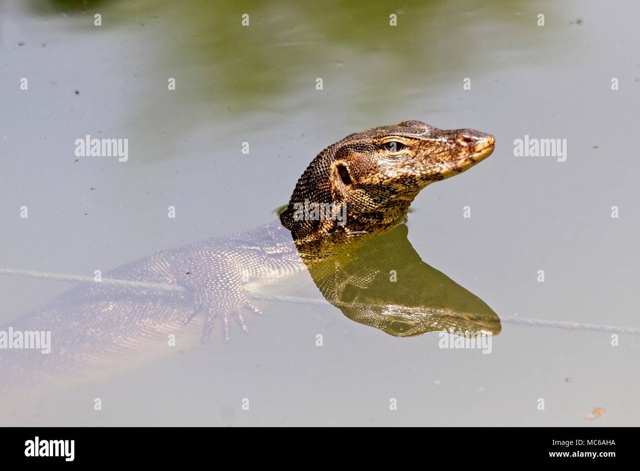 Monitor lizards singapore hires stock photography and images Alamy