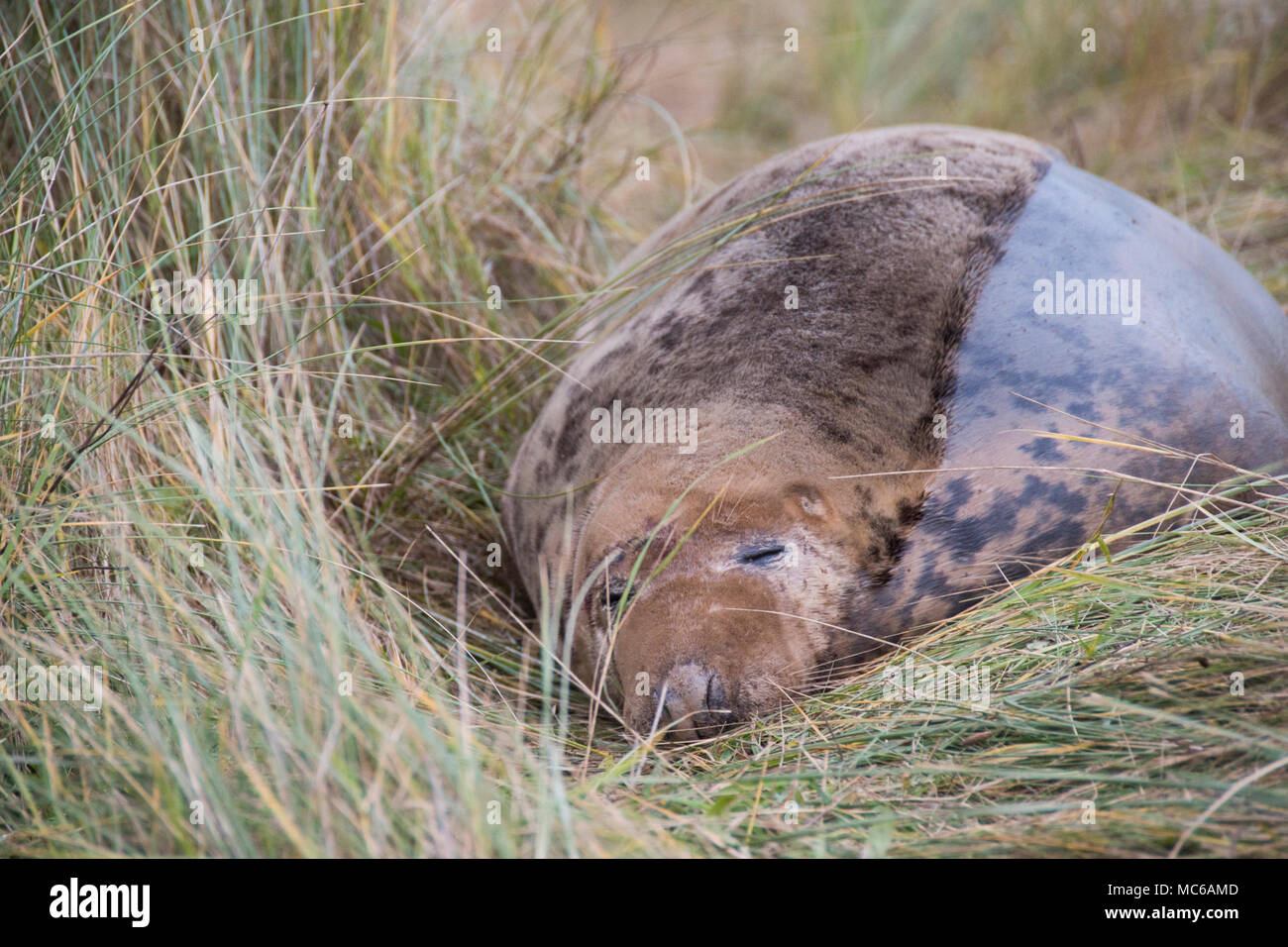 Donna Nook, Lincolnshire, UK – Nov 15: A grey seal come ashore for birthing season lies on the grass on 15 Nov 2016 at Donna Nook Seal Sanctuary Stock Photo