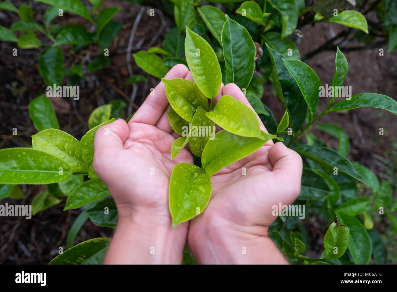 Hand holding a fresh tea leaf on tea plantation Stock Photo