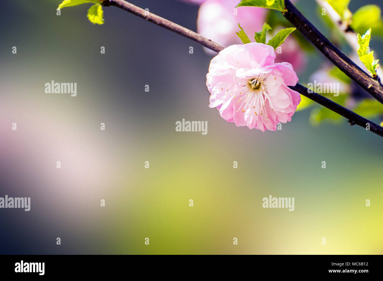 Branch of a pink wildrose flower with bokeh background. Stock Photo