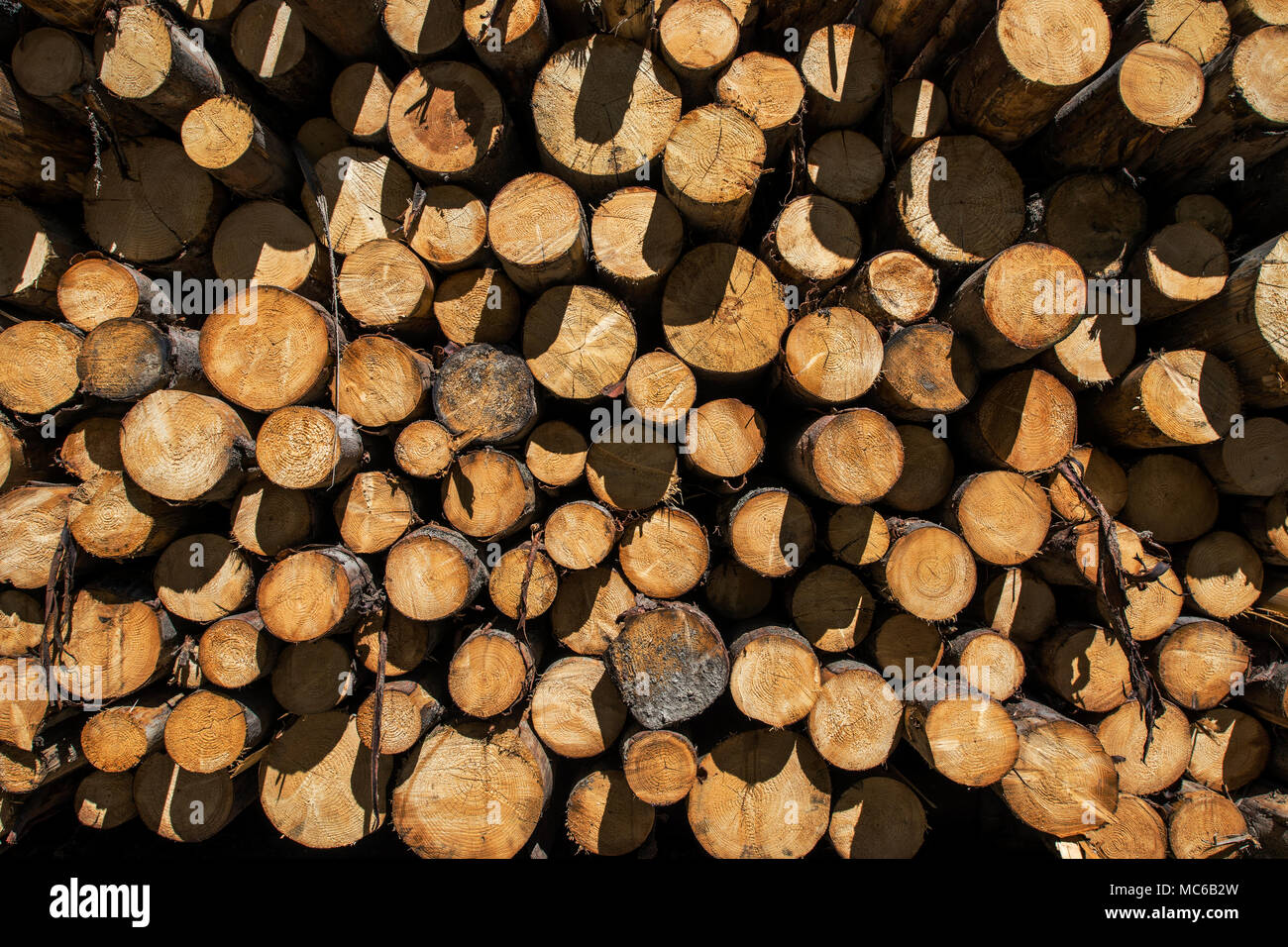 Wall of cut timber wood logs background with sun shadows. Stock Photo
