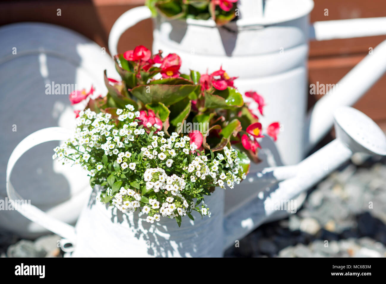 Flowers in white watering can, sunny day. Shallow DOF. Stock Photo