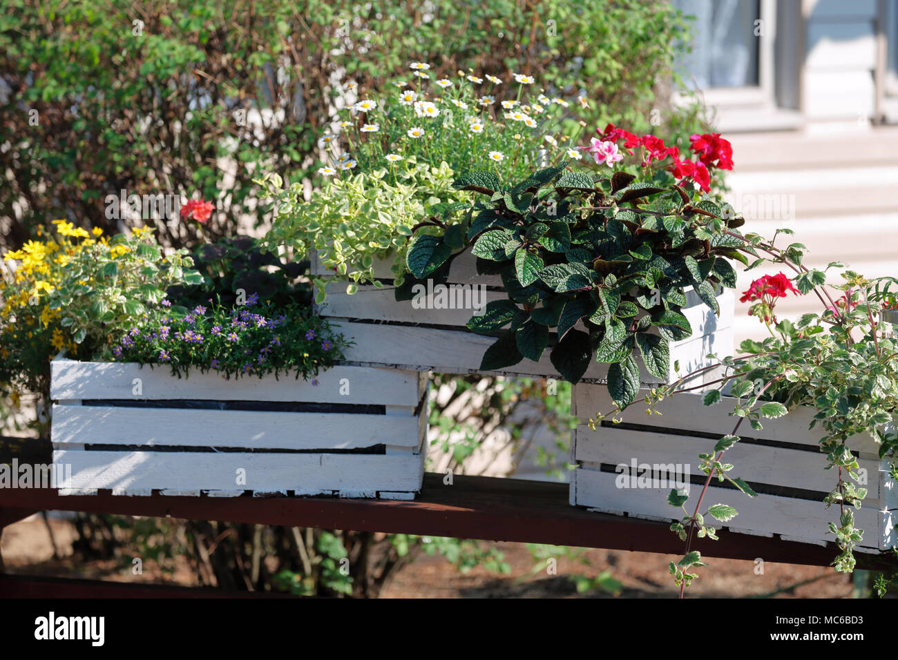 Summer blooming flowers in box in the yard Stock Photo Alamy