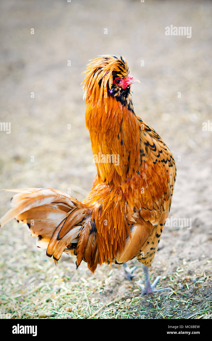 Portrait of angry looking tufted hen. Shallow DOF. Stock Photo