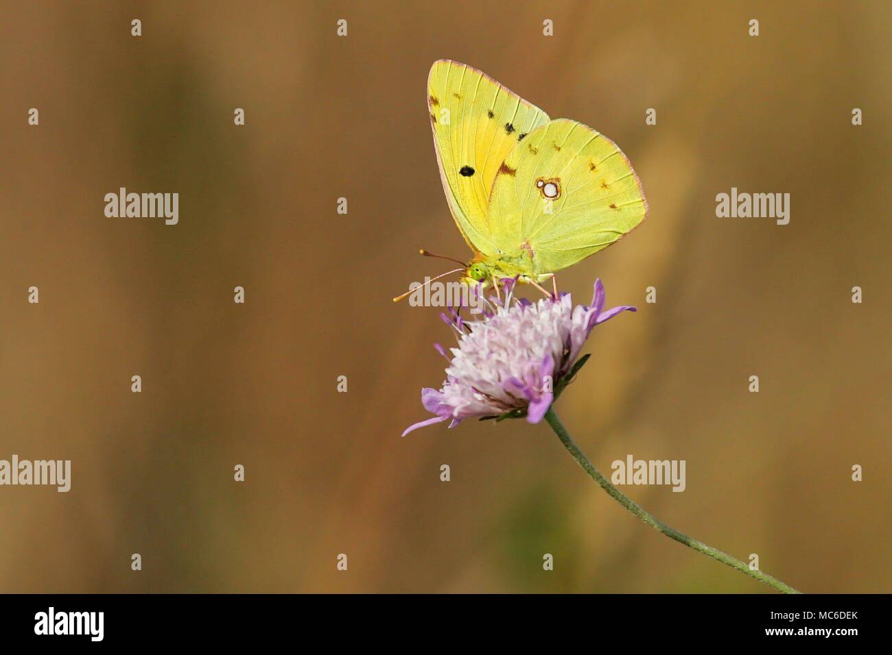 Pale Clouded Yellow (Colias hyale) sitting on blossom in meadow, Catalonia, Spain | usage worldwide Stock Photo
