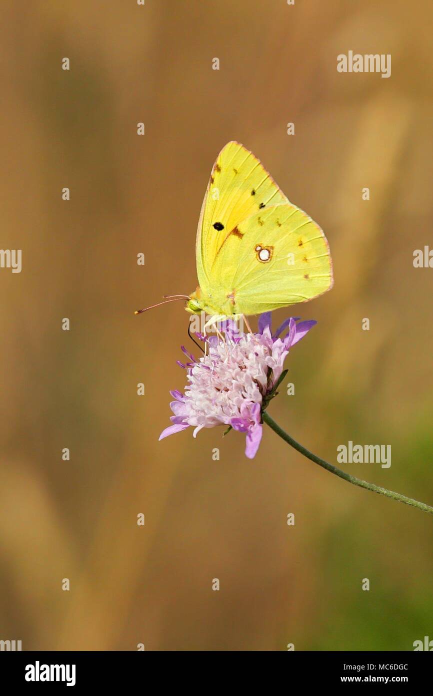 Pale Clouded Yellow (Colias hyale) sitting on blossom in meadow, Catalonia, Spain | usage worldwide Stock Photo