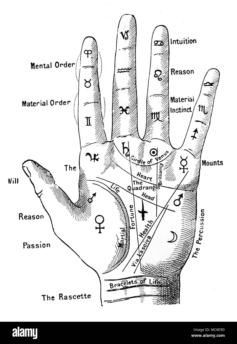 PALMISTRY A late nineteenth century version of the palmistic hand - although the traditional links with the twelve signs of the zodiac and the finger phalanges are preserved, the three fold division is now overlaid by a division into Intuition, Reason and 'Material Instinct'. The thumb is now visualised as an expression of will-power, mediated by Reason, stemming from the huge reservoir of Passion within the Mount of Venus. From E.H. Allen, A Manual of Cheirosophy, 1885. Stock Photo