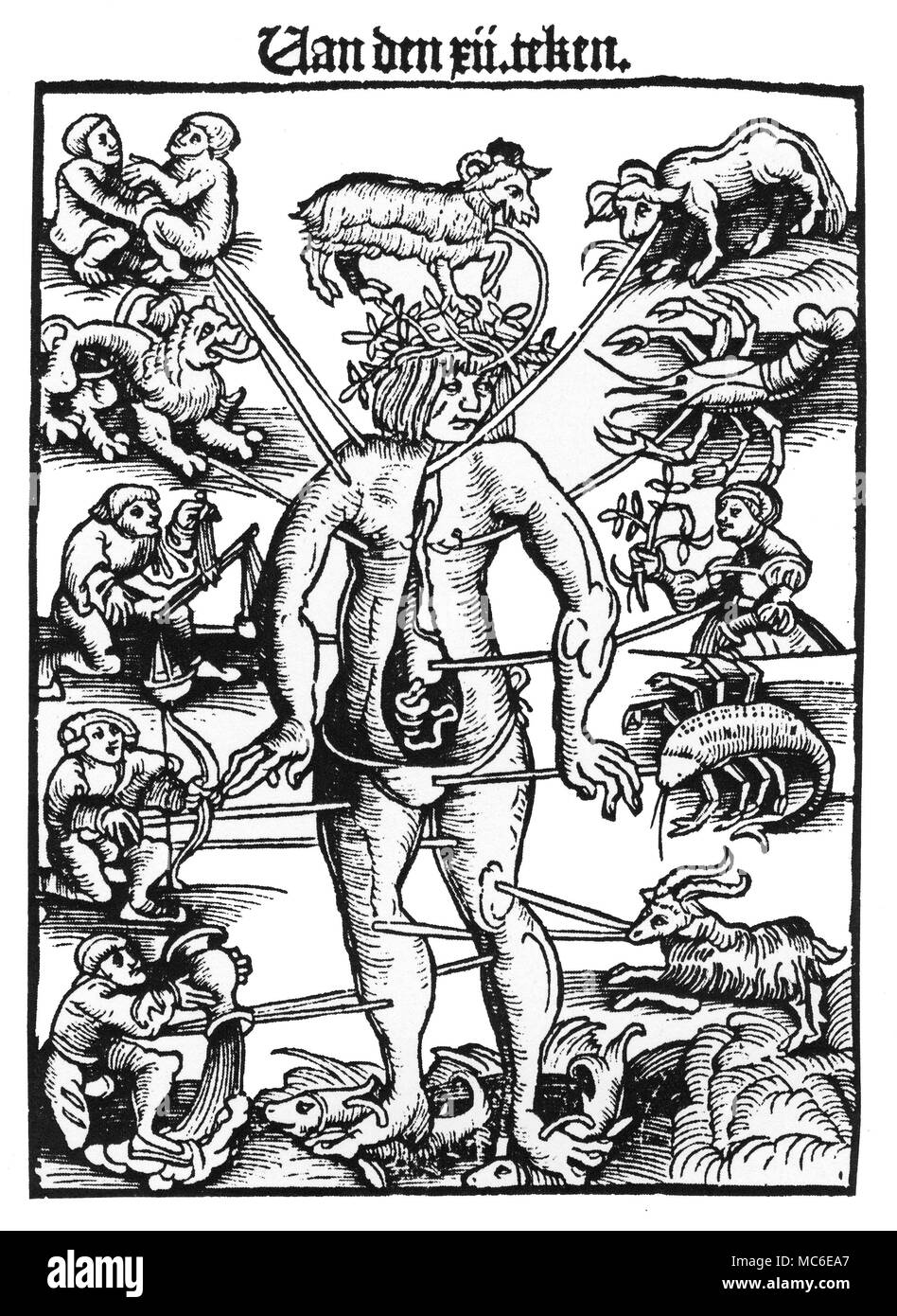 ASTROLOGY - ZODIACAL MAN The melothesic, or so-called zodiacal man, with the twelve images of the zodiac related to external and internal parts of the body. From the 1532 edition of Der Schapherders Kalender. Stock Photo