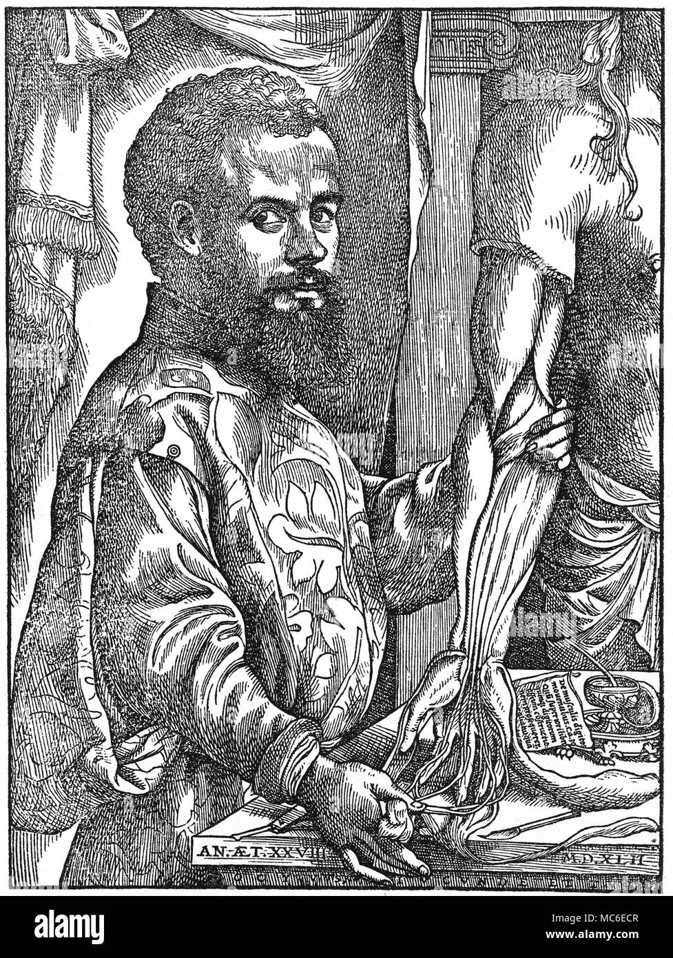MEDICAL - VESALIUS Portrait of the great anatomist and doctor, Andreas Vesalius (1493-1541), in 1542. From Vesalius, De Humani Corpori Fabrica, 1542. The first human dissection Vesalius did is said to have been on the cadavre of a criminal, who had been hanged on the gallows at Louvain. Stock Photo