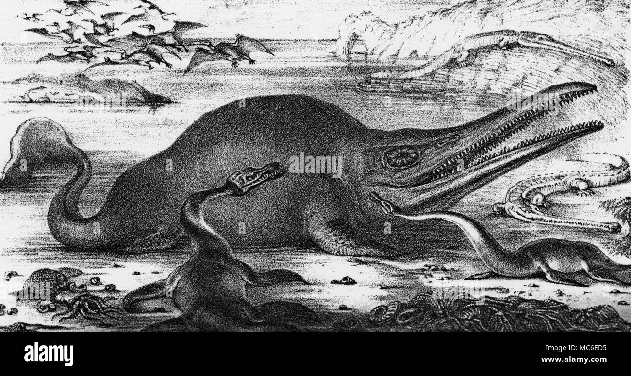 MONSTERS -SEA MONSTER Prehistoric Sea Monster - lithograph by W.L. Walton. Loose print - presumably a fold-out plate, from Francis T. Buckland, Geology and Mineralogy, 1858. Stock Photo
