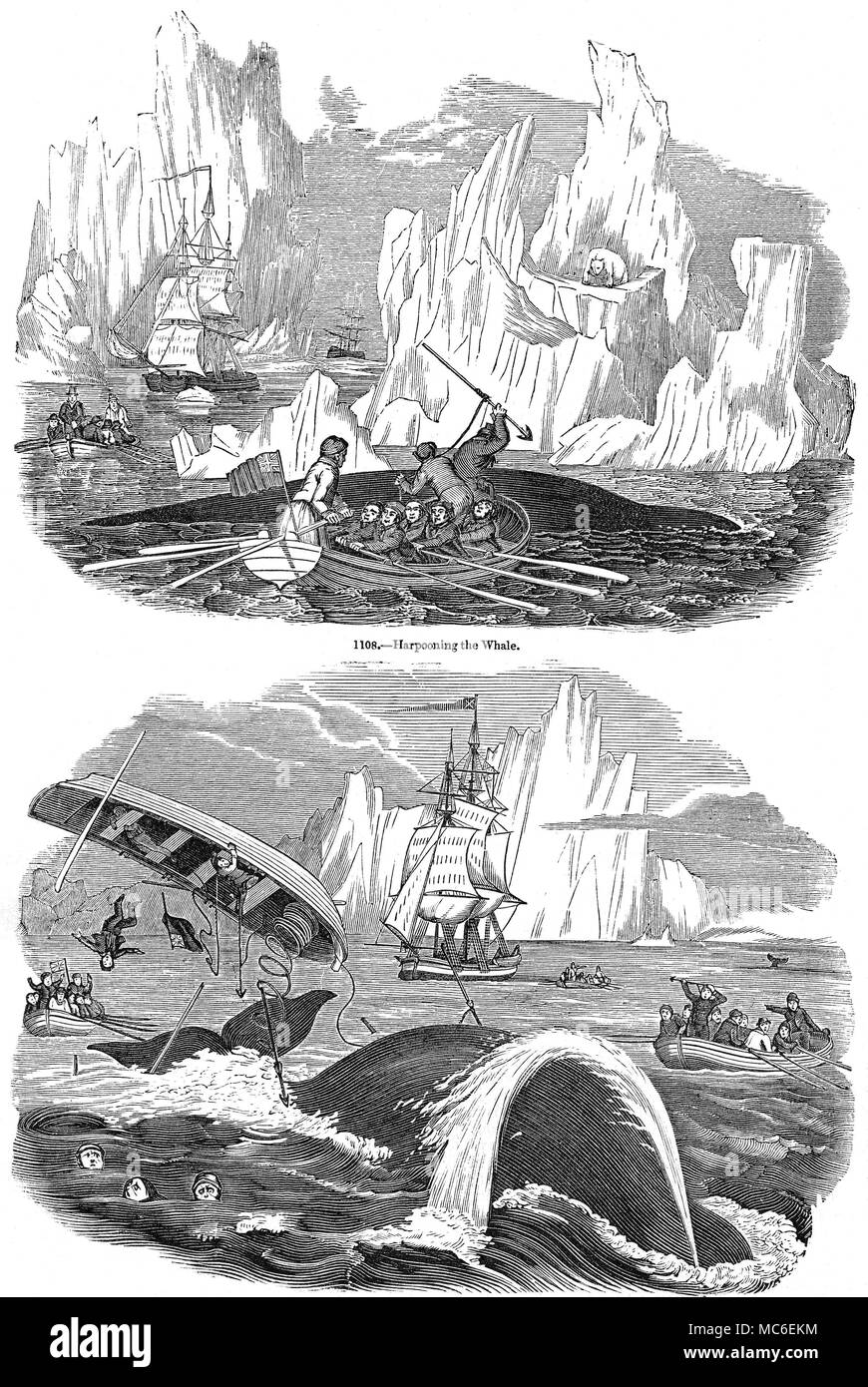 MONSTERS - WHALES Harpooning a Whale (top), and the consequences of getting too close to a whale. Engravings from The Museum of Animated-Nature, 1873. Stock Photo