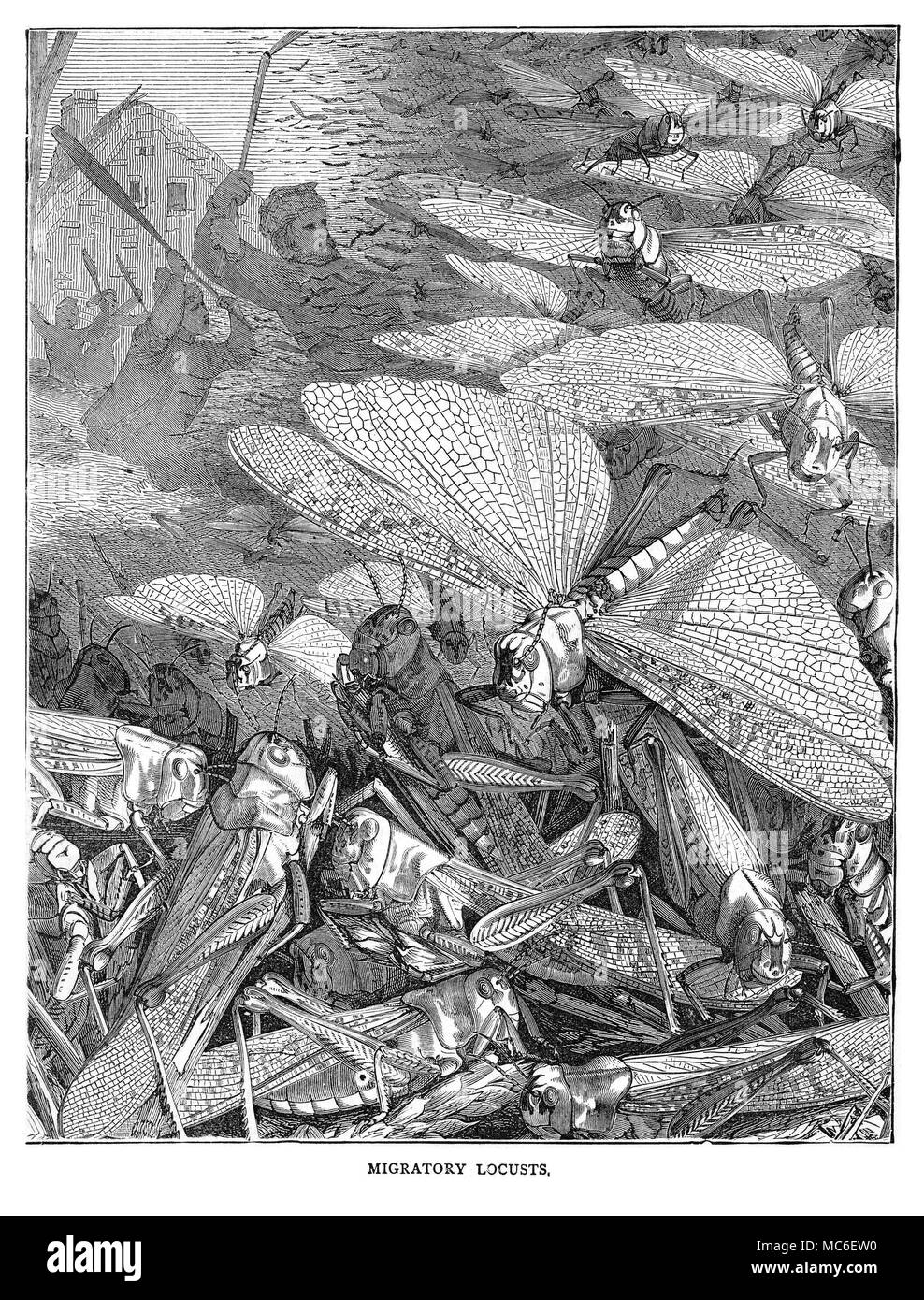 ANIMALS - MIGRATORY LOCUSTS Wood-engraving of a plague of migratory locusts. Circa 1895. Stock Photo