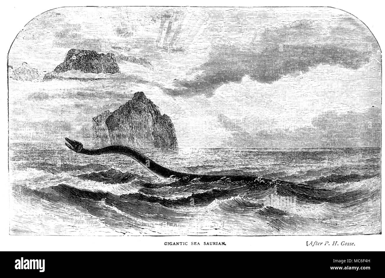 'Gigantic Sea Surian' - woodengraving of sea-monster, after the famous print used to illustrate Gosse's natural history. Stock Photo