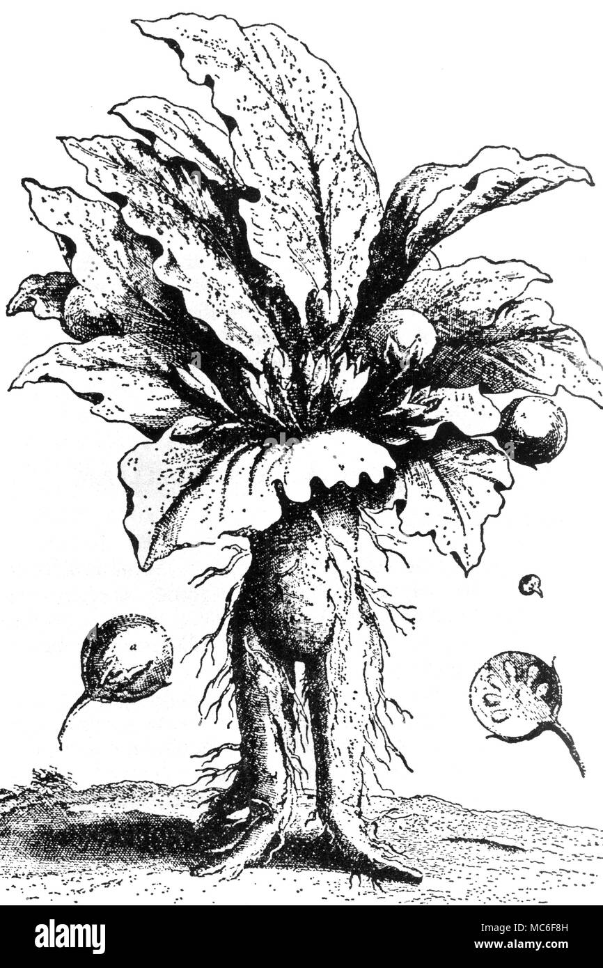 Mandrake - a magical plant used since antique times in the preparation of filters. In his 'Herball to the Bible', Th. Newton says 'It is supposed to be a creature having life, engendered under the earth of the seed of some dead person put to death for murder.' Stock Photo