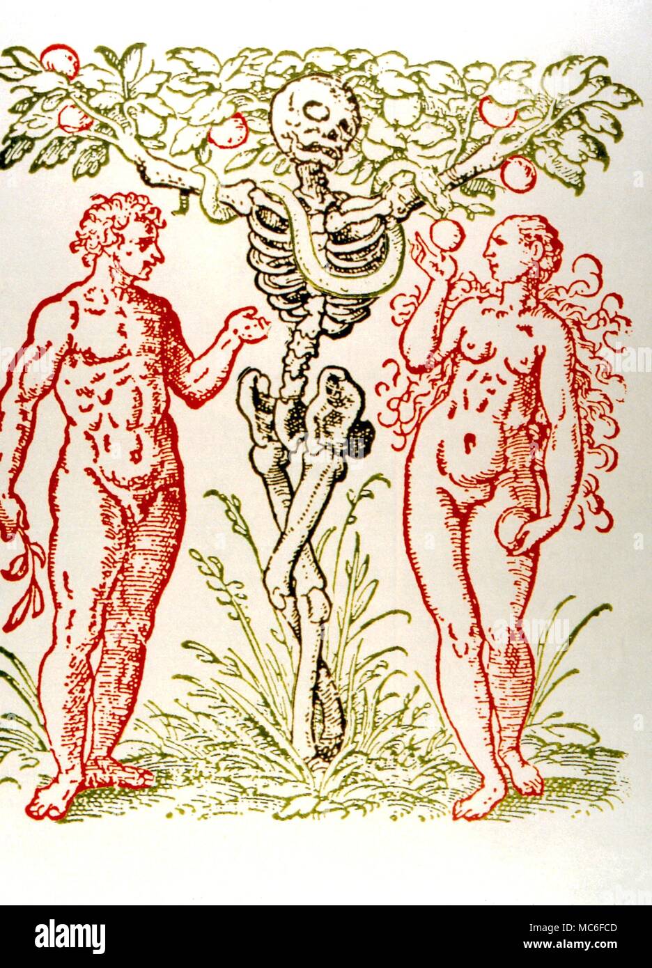 HERBAL the tree of knowledge, with the image of Death as its trunk, and Adam and Eve between. After a 16th century woodcut Stock Photo