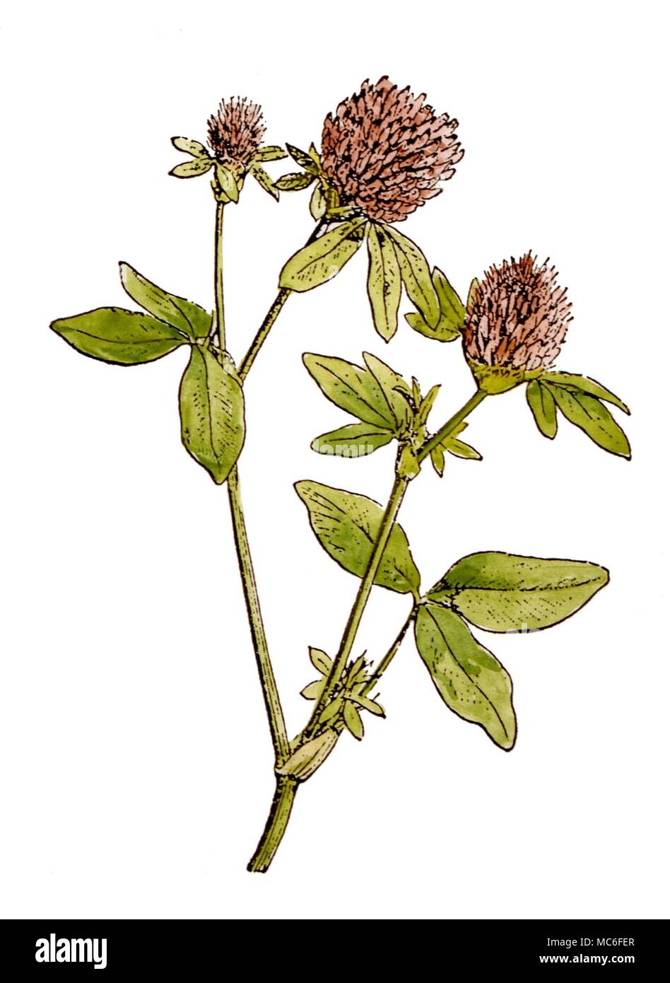 HERBAL Red clover after a 17th century woodcut Stock Photo