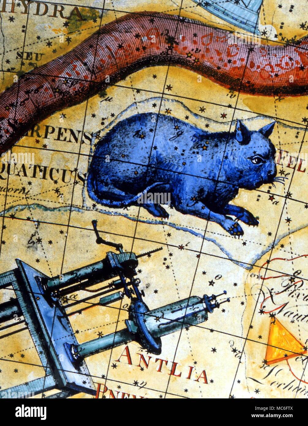 Celestial Cat, the 'Felix' of the Celestial of the 18th century Stock Photo
