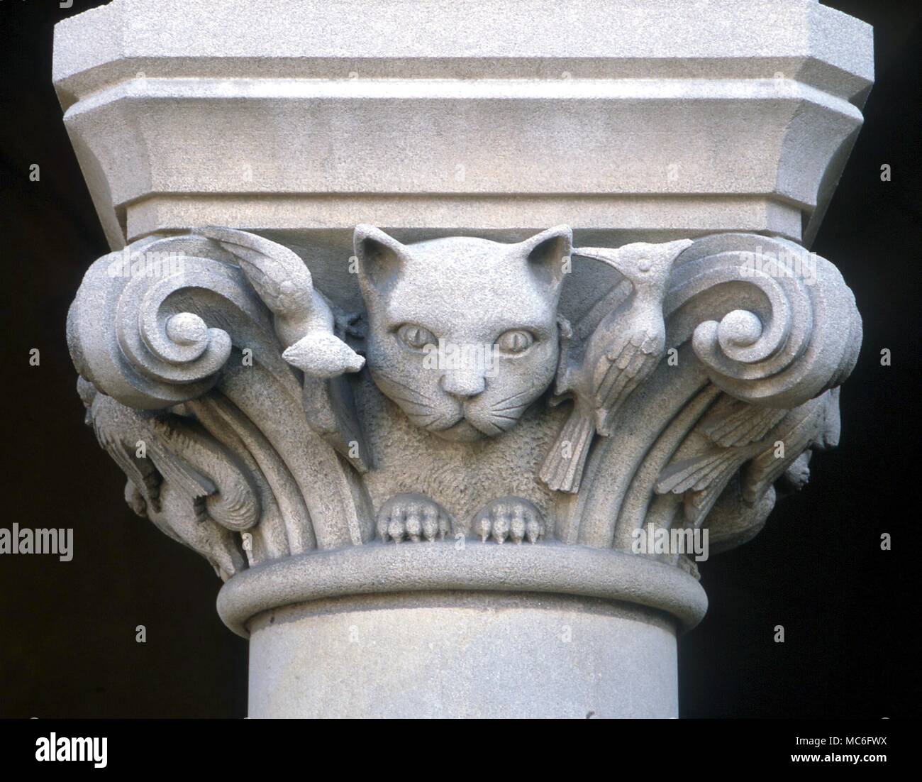 Cat's head on one of the capitals of the western side of the Cathedral in Washington Stock Photo