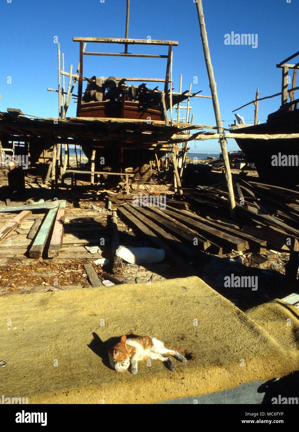 Ship's cat boatyard in Kuwait Stock Photo Alamy
