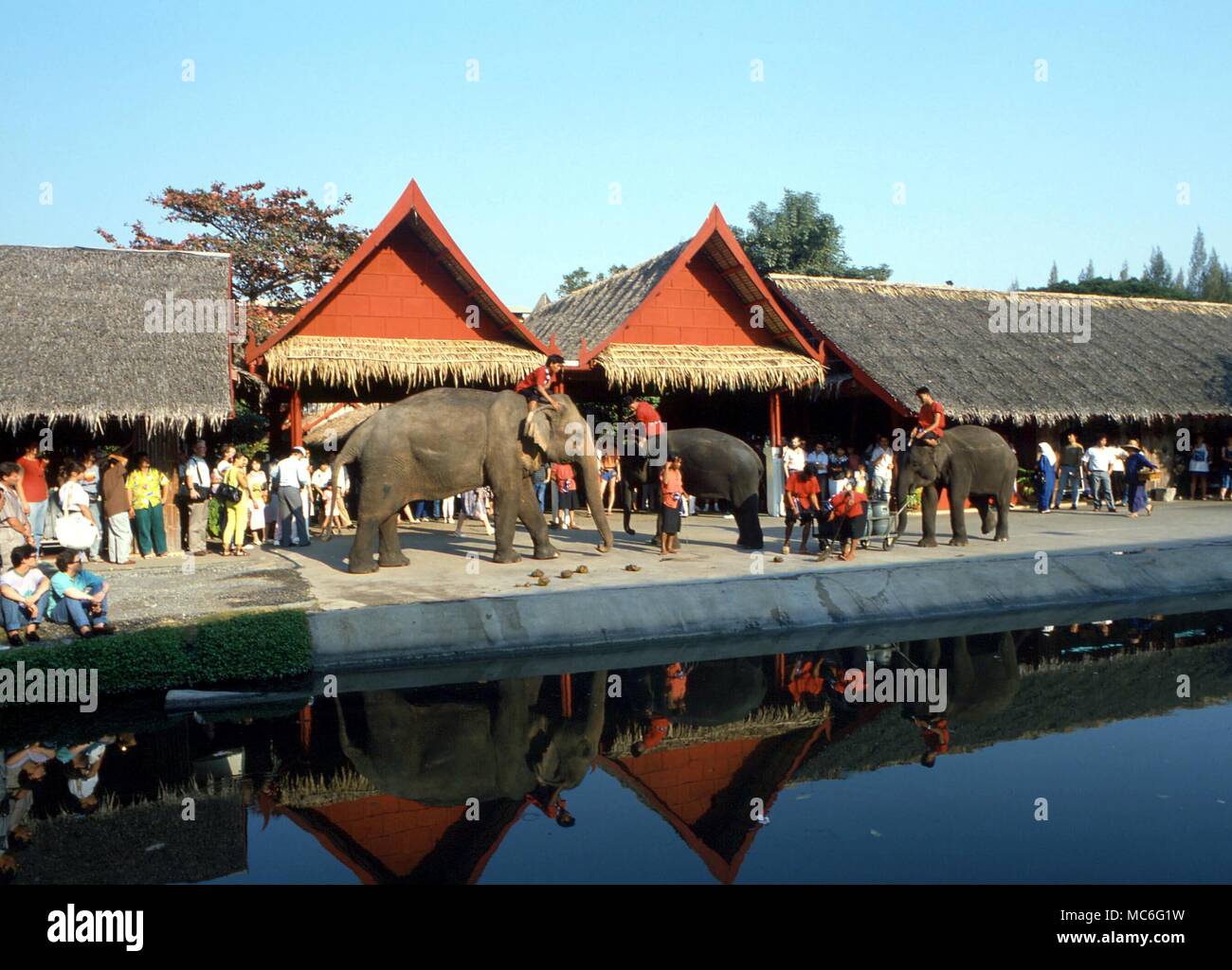 Elephants displaying their intelligence, Bangkok, Thailand Stock Photo
