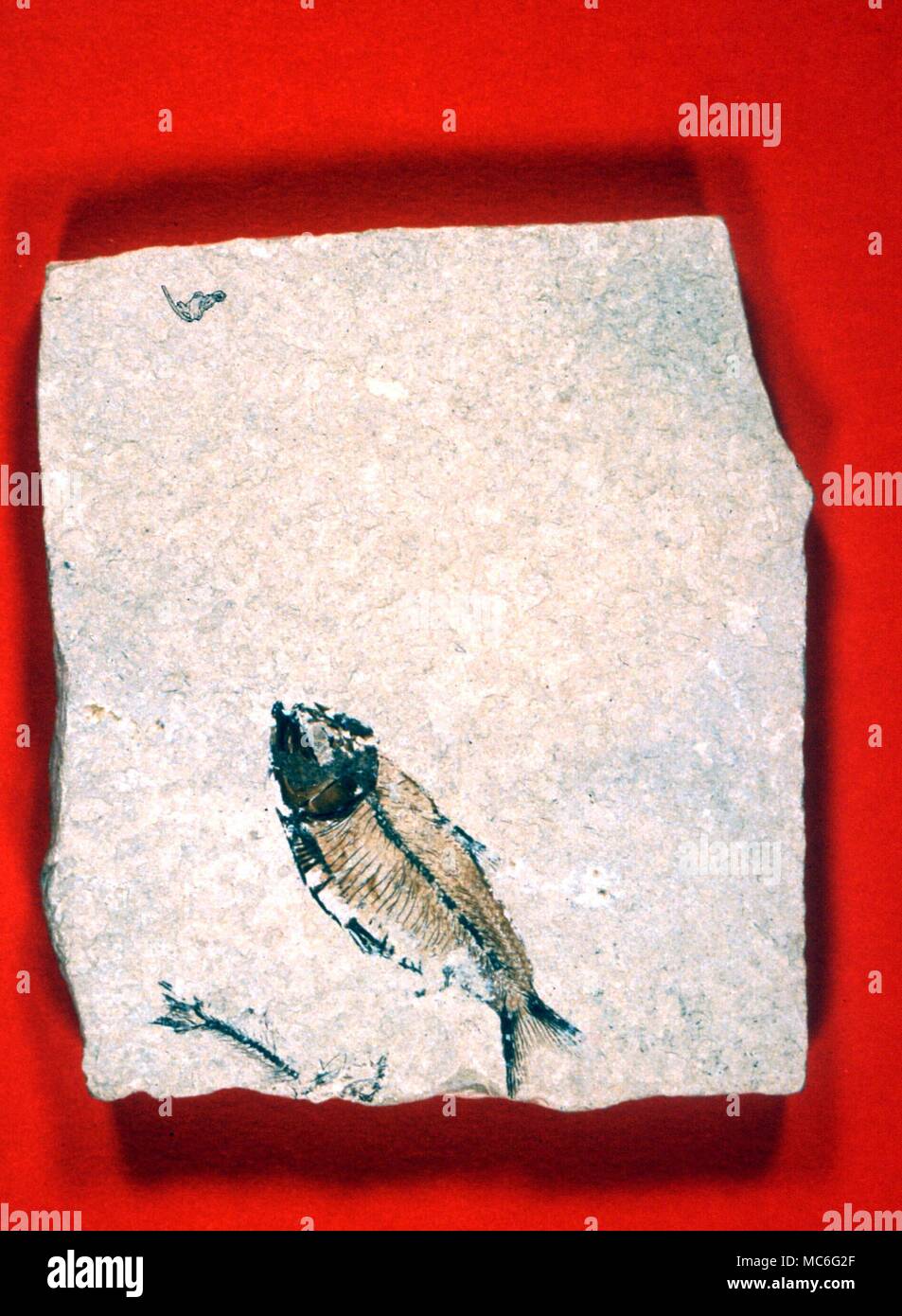 Fossil of fish. Private collection. Stock Photo