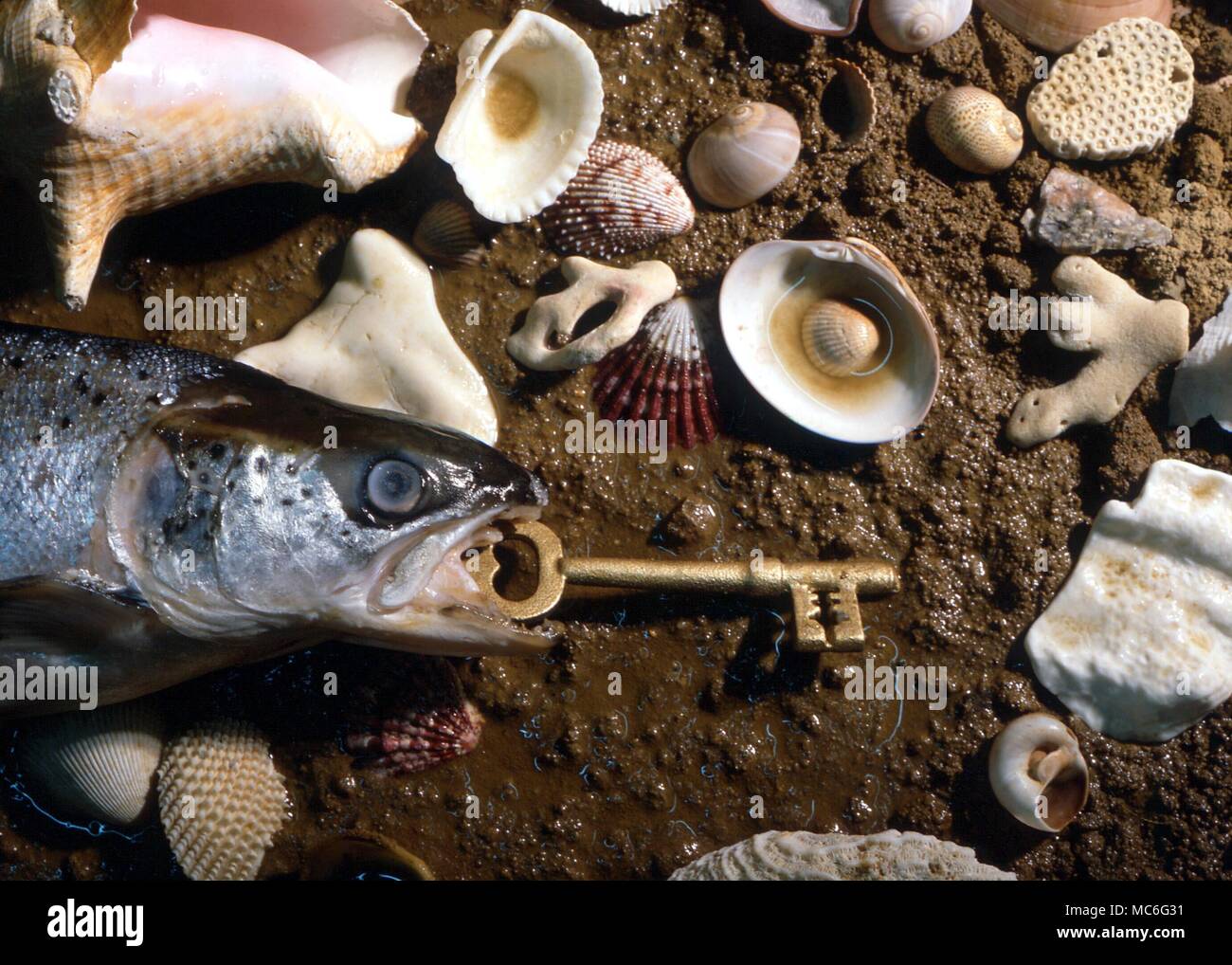 Fish (salmon) with golden key projecting from mouth - illustration to popular fairy tale about a magical fish. Stock Photo