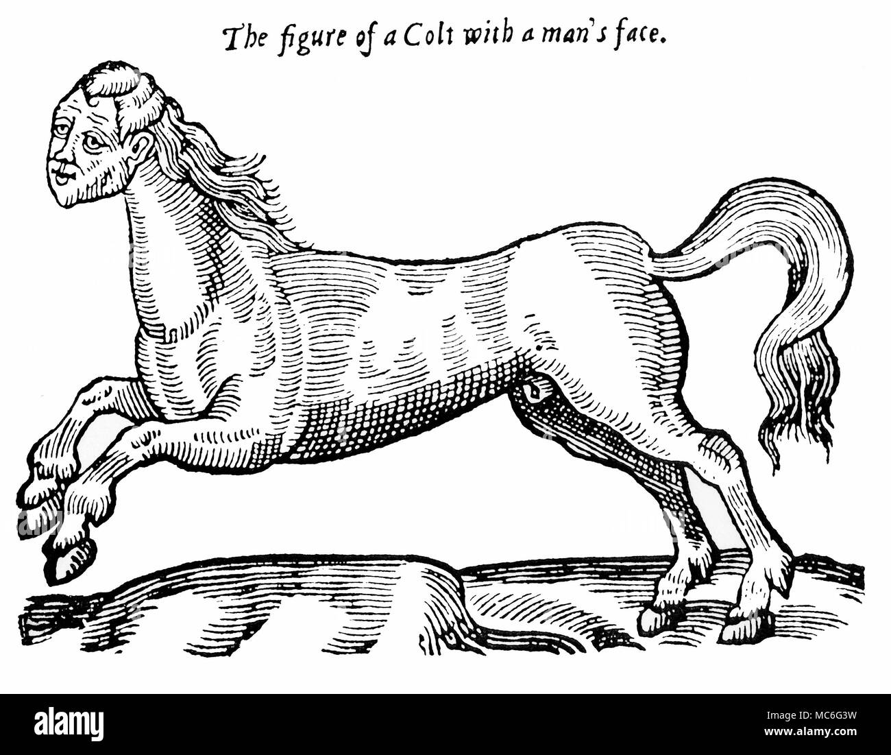MONSTERS - HUMAN-FACED HORSE Human faced colt monster, which was seen in Verona, Italy, before the war between Florence and Pisa, in 1254. The image and the story is recorded by Ambroise ParÃš, Des Monstres, 1584, (known in English as On Monsters and Marvels) as an example of the sign of the 'Wrath of God'. Stock Photo