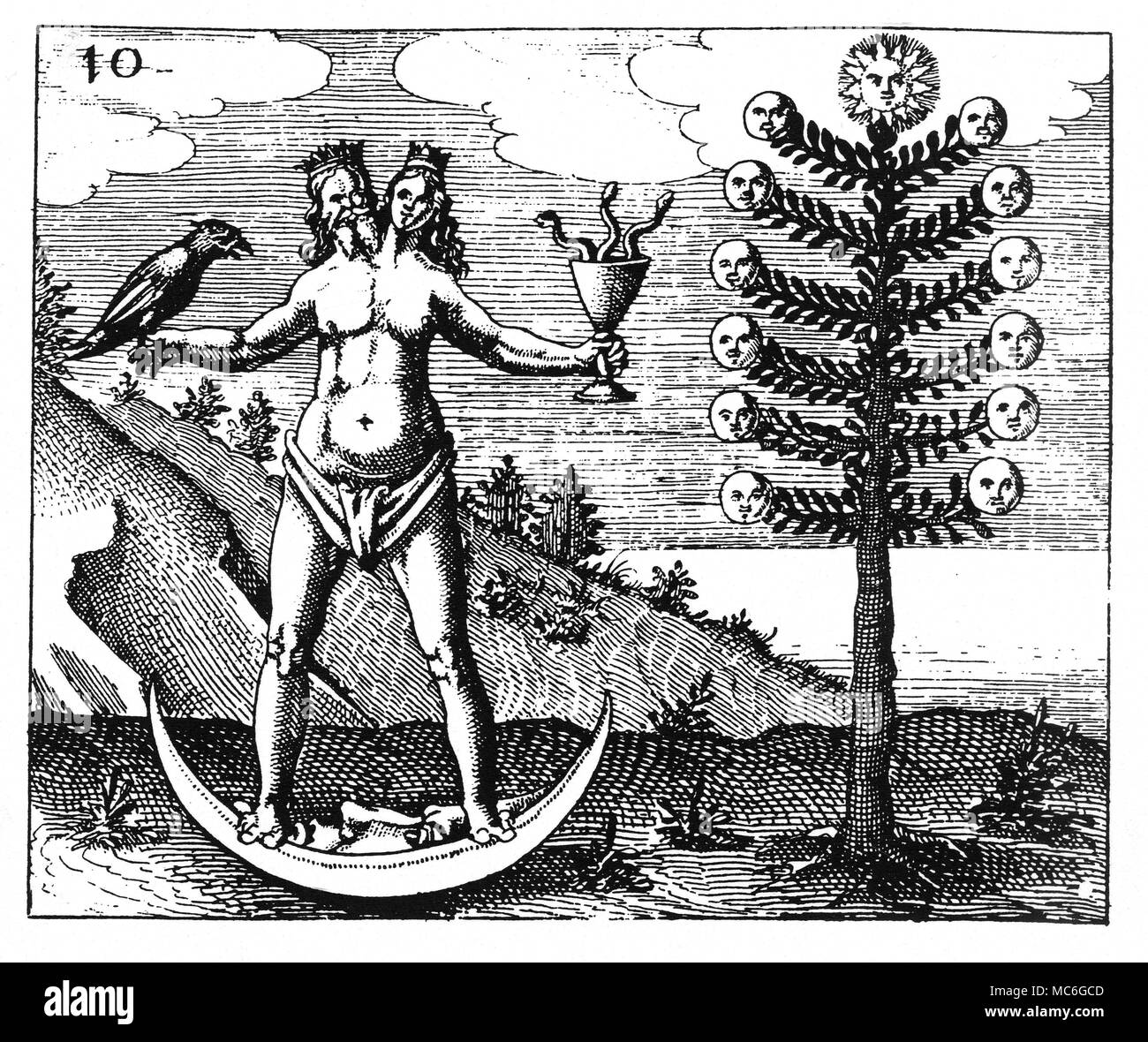 ALCHEMY - TREE OF THE MOON - HERMAPHRODITE Engraving from Johann Daniel Mylius, Philosophia Reformata, 1622. The Tree of the Moon or the Arbor Argentum, and the fact that the hermaphrodite s tands on a crescent Moon, indicates that this stage in the alchemical process marks the perfection of what is called the First Silver. The Hermaphrodite figure, of the merged king and queen indicates that the process is not yet complete, as integration has not taken place. Stock Photo