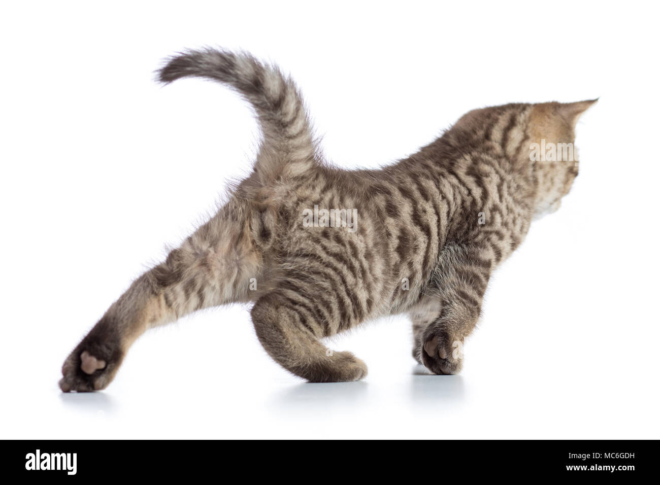 Cute tabby cat kitten stretching on white background Stock Photo