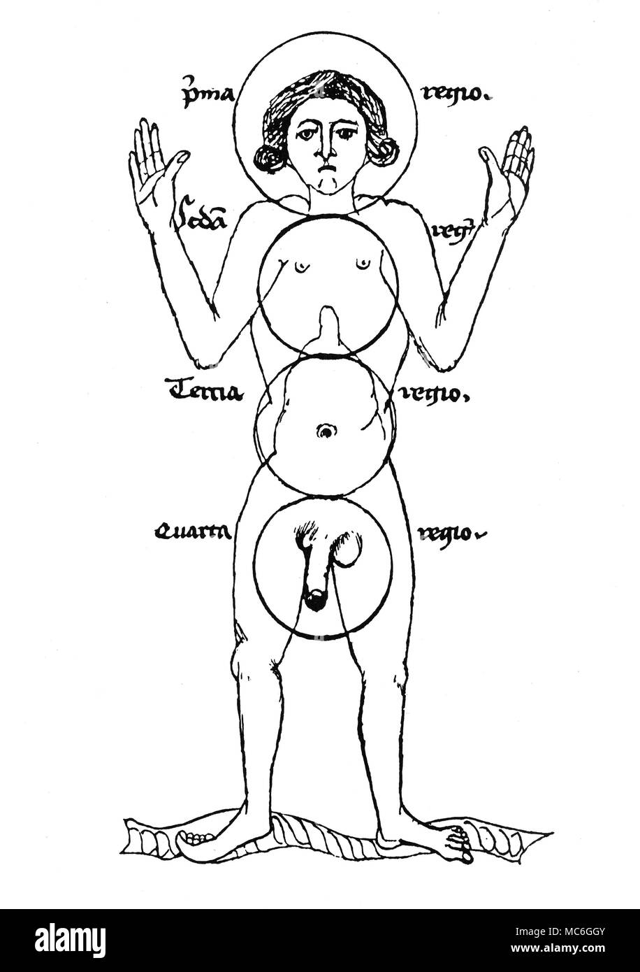 MEDICAL Mediaeval drawing (early 15th century) showing the four 'regions' of the human body. The top (pma - that is, prima) that part of the body which animates. The second (seda,- that is, secunda) is that part of the body relating to spiritual things. The third (terna) is that in which nutrition takes place, while the fourth (quarta) is that part which contains the power of generation. This diagram reveals the influence of alchemy on mediaeval medicine - the areas of the Three Principles of Salt, Mercury and Sulphur are clearly defined. From 'Eine Pariser 'Ketham' Handshfit aus der zeit Stock Photo