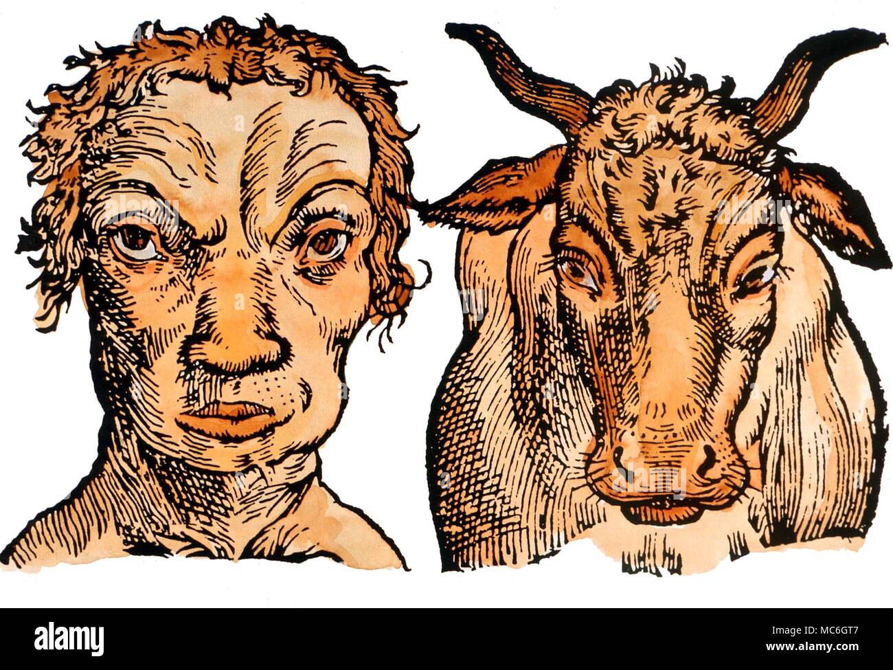 ASTROLOGY - BOVINE PHYSIOGNOMY The appearance of the Taurean type, compard with the appearance of a bull. Loose print, presumably after Delaporta's 'Physiognomy'. 17th century Stock Photo