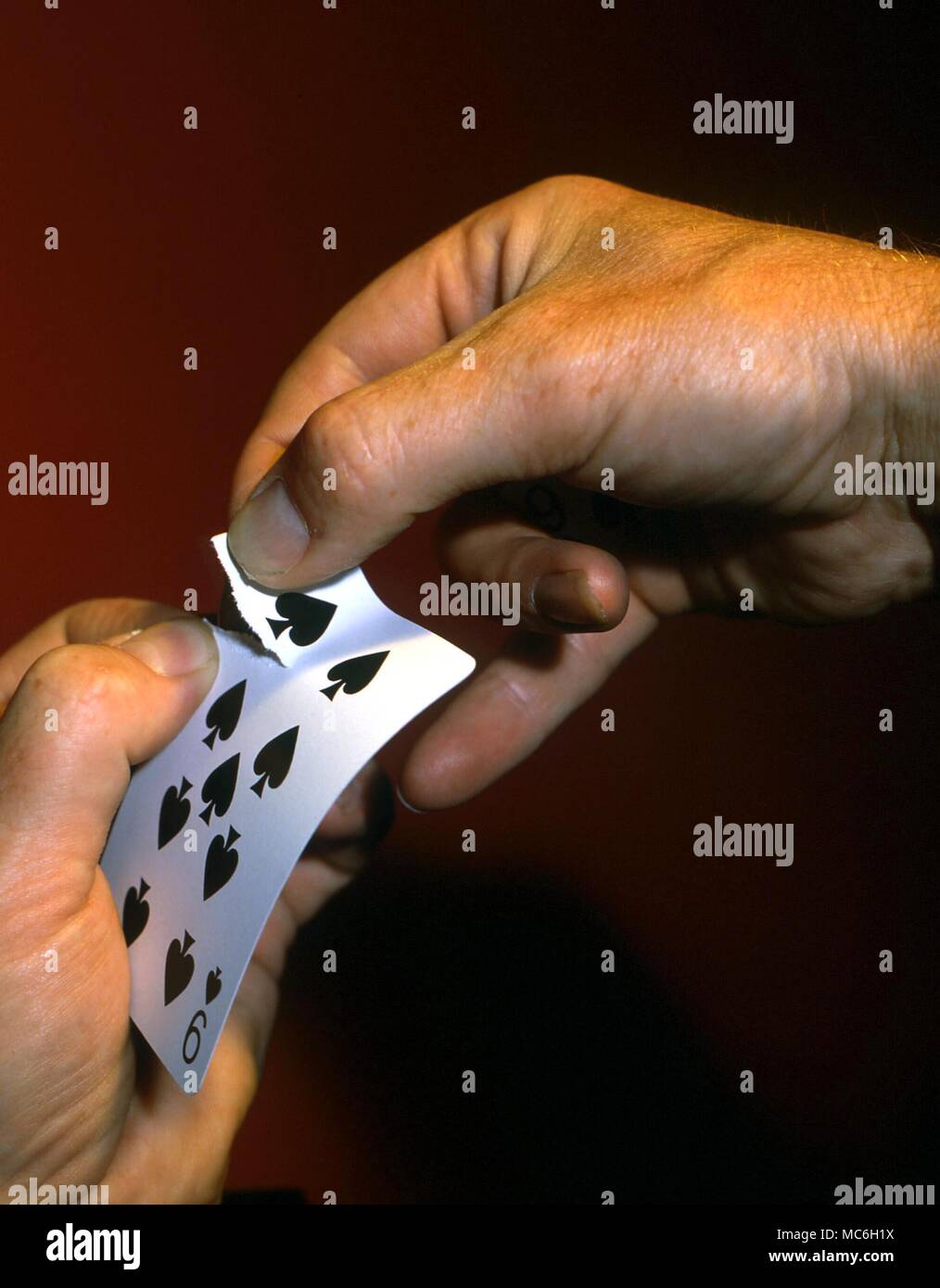 MAGICIANS - HANDS. Magician tearing a playing card, which he will later recover untorn Stock Photo