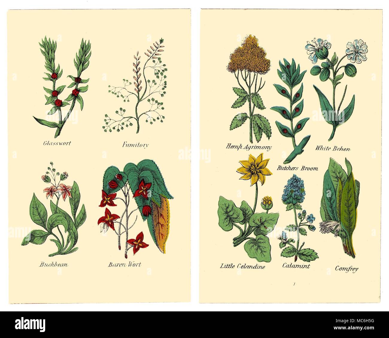 HERBS AND FLOWERS The following plants are from two plates in the 1869 Halifax edition of Matthew Robinson's The New Family Herbal. Glasswort, Fumitory, Buckbean, Baren Wort. Hemp Agrimony, White Behen, Butcher's Broom, Little Celandine, Calamint, Comprey. Stock Photo