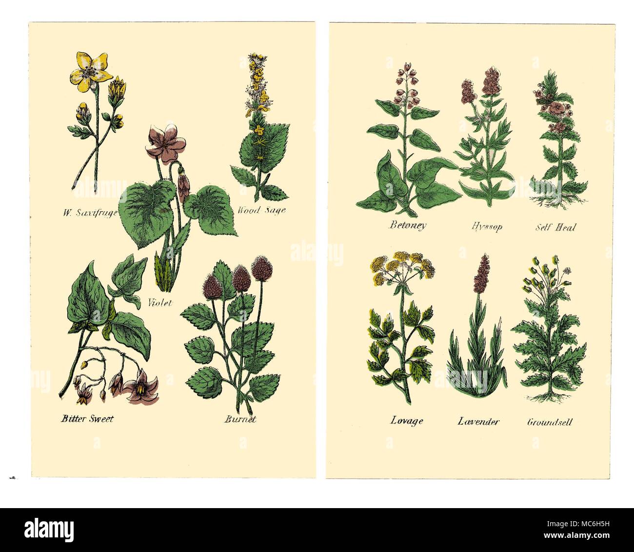 HERBS AND FLOWERS The following plants are from two plates in the 1869 Halifax edition of Matthew Robinson's The New Family Herbal. Wild Saxifrage, Wood Sage, Violet, Bitter Sweet, Burnet. Betoney, Hyssop, Self Heal, Lovage, Lavender, Groundsell Stock Photo