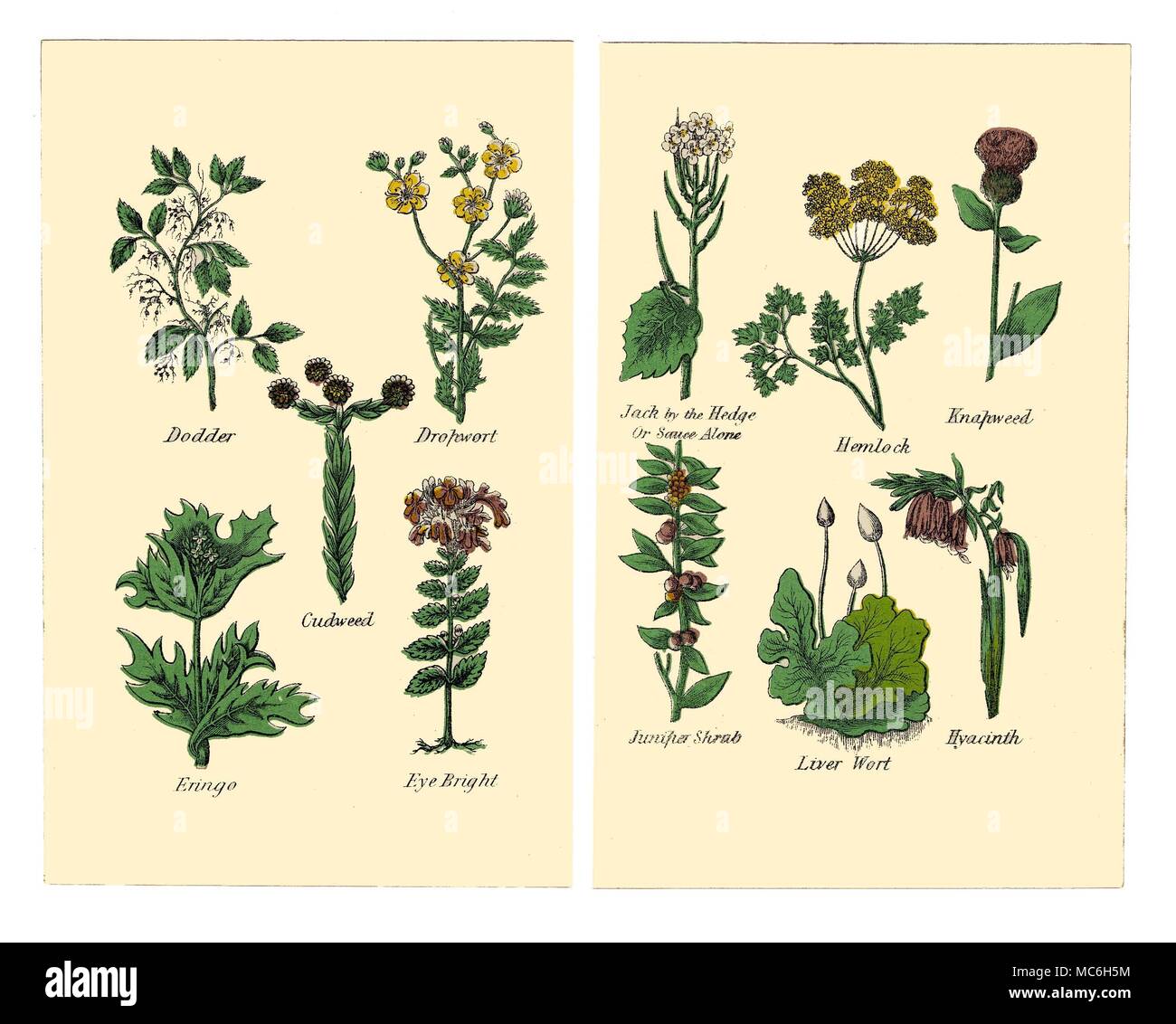 HERBS AND FLOWERS The following plants are from two plates in the 1869 Halifax edition of Matthew Robinson's The New Family Herbal. Dodder, Dropwort, Cudweed, Eringo, Bright Eye. Jack in the Hedge (or Sauce Alone), Hemlock, Knapweed, Juniper Shrub, Liver Wort, Hyacinth. Stock Photo