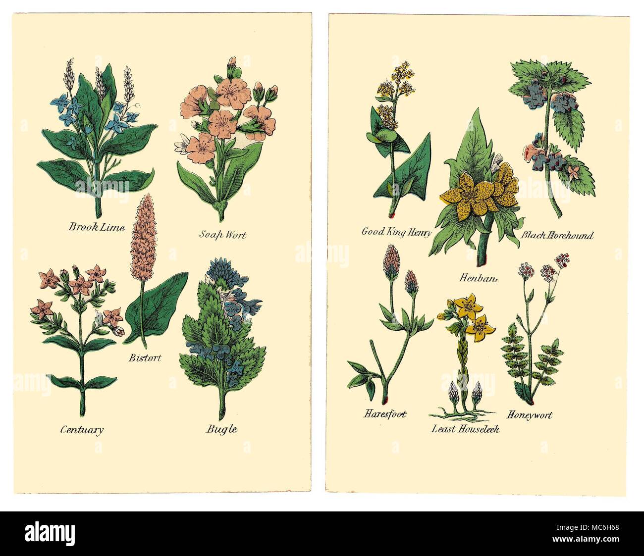 HERBS AND FLOWERS The following plants are from two plates in the 1869 Halifax edition of Matthew Robinson's The New Family Herbal. Brook Lime, Soap Wort, Bistort, Centuary, Bugle. Good King Henry, Black Horehound, Henbane, Haresfoot, Honeywort, Least Houseleek. Stock Photo
