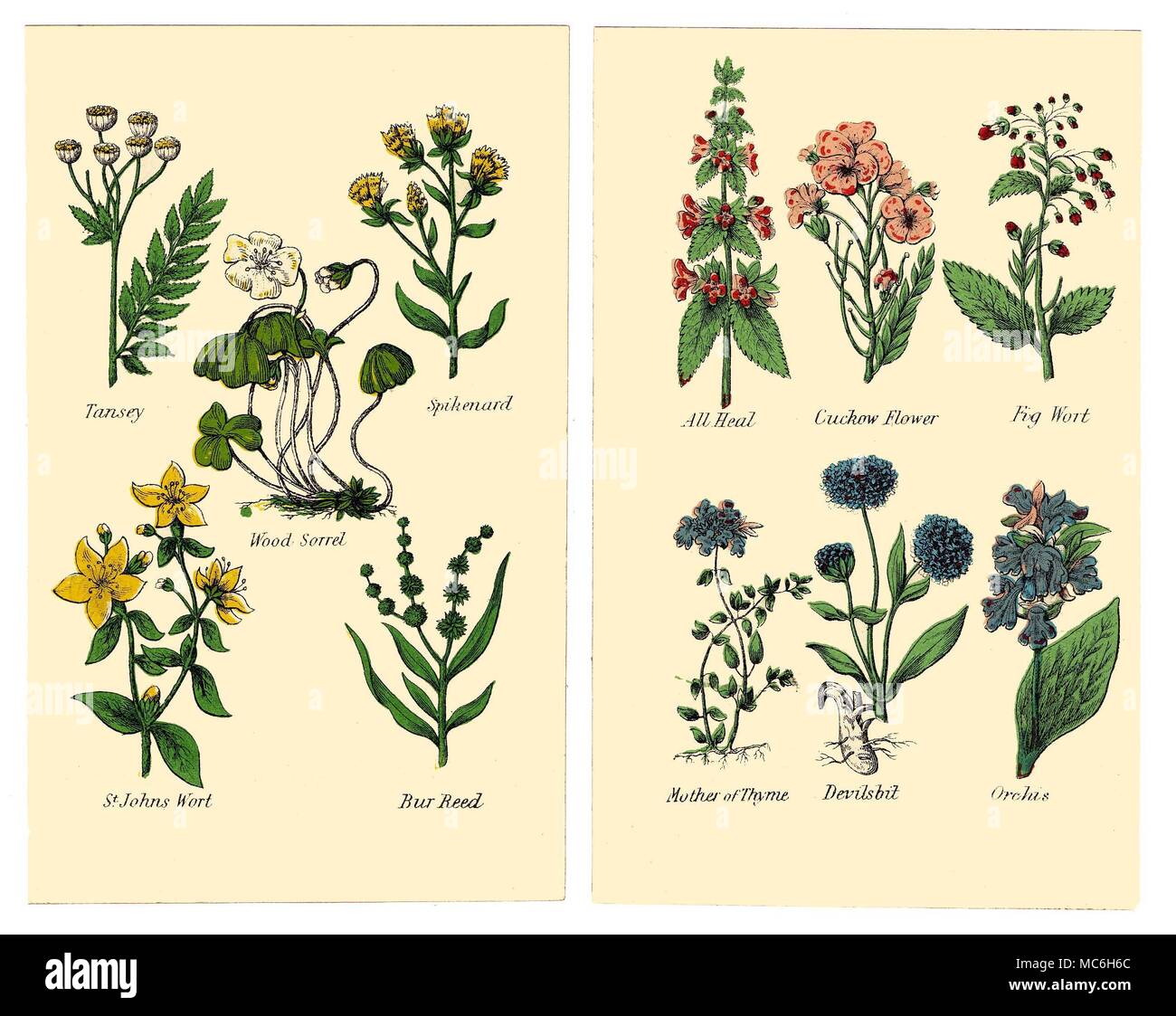HERBS AND FLOWERS The following plants are from two plates in the 1869 Halifax edition of Matthew Robinson's The New Family Herbal. Tansey, Spikenard, Wood Sorrel, St. John's Wort, Bur Reed. All Heal, Cuckow Flower, Fig Wort, Mother of Thyme, Devilsbit, Orchis. Stock Photo