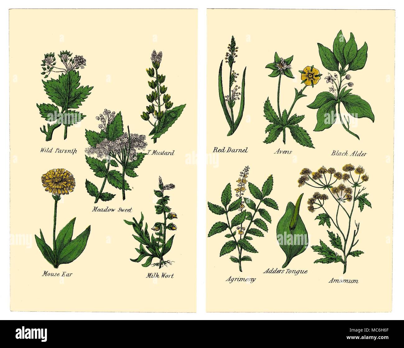 HERBS AND FLOWERS The following plants are from two plates in the 1869 Halifax edition of Matthew Robinson's The New Family Herbal. Wild Parsnip, Mustard, Meadow Sweet, Mouse Ear, Milk Wort. Red Darnel, Avens, Black Alder, Agrimony, Adders Tongue, Arnomum. Stock Photo
