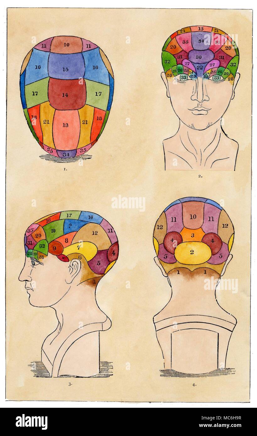 PHRENOLOGY A Chart illustrating the areas of the skull, frontal bones and occipital regions, according to the teachings of Phrenology. Stock Photo