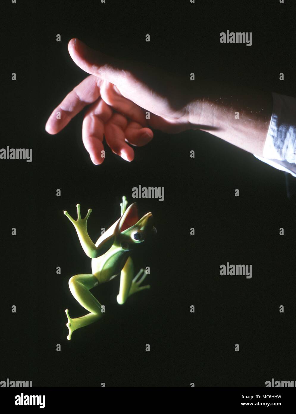 Magicians Hands mesmerizing a frog to leap up towards him and hover in the air. Stock Photo