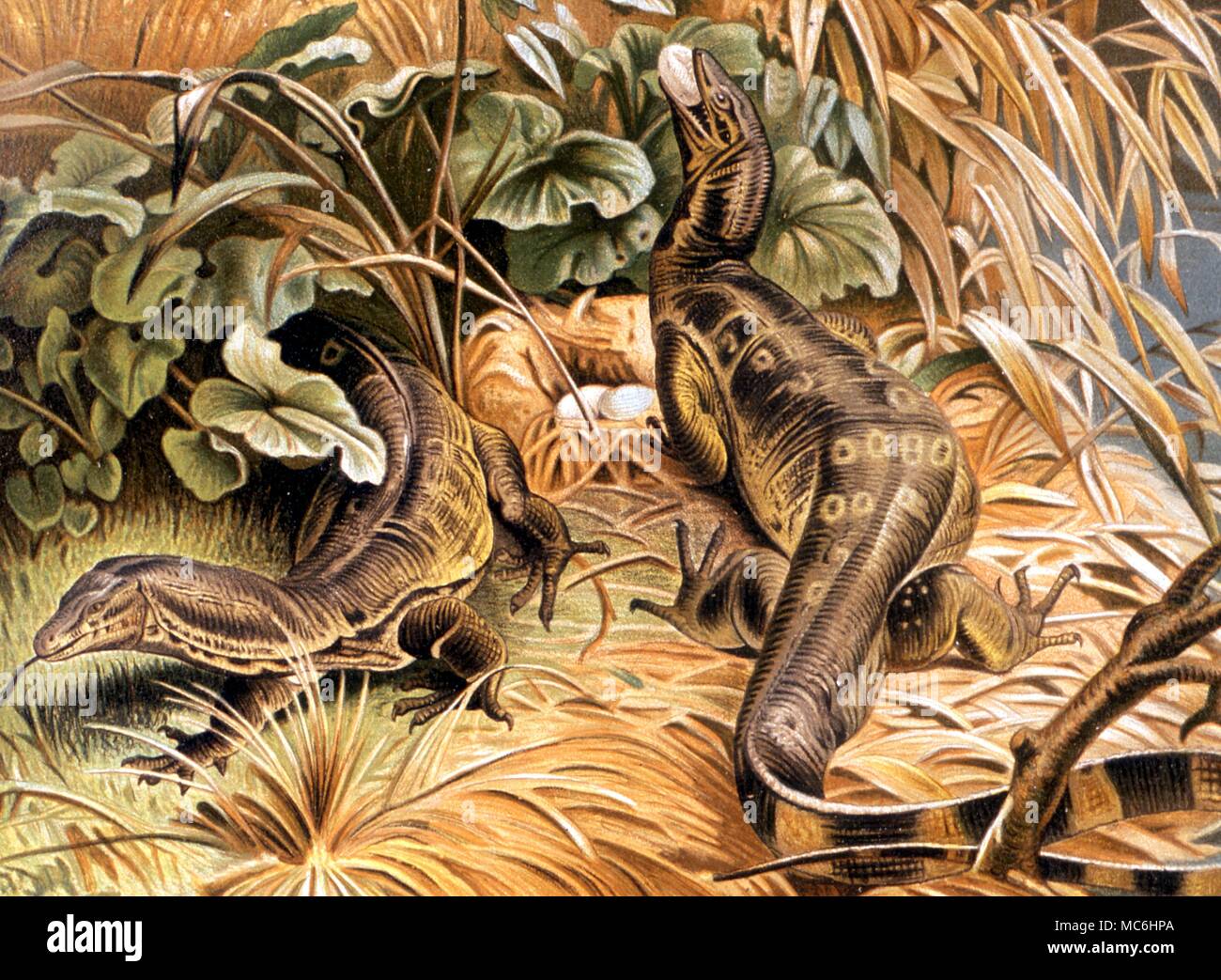 Monsters Monitor Lizards stealing eggs. From the 1896 edition of P.L