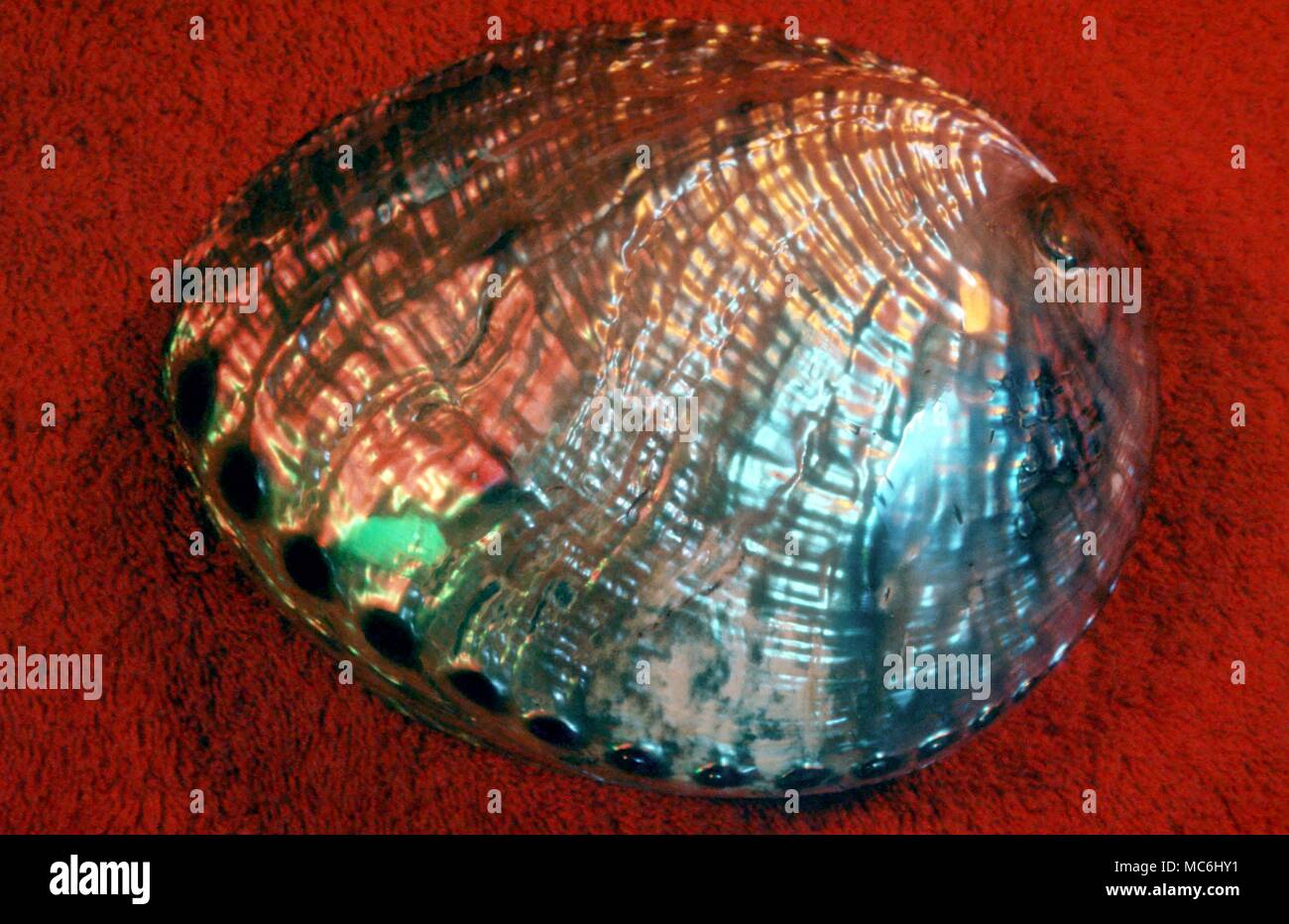 Minerals and Stones Abalone (Paua) from Mexico Abalones are members of a large class (Gastropoda