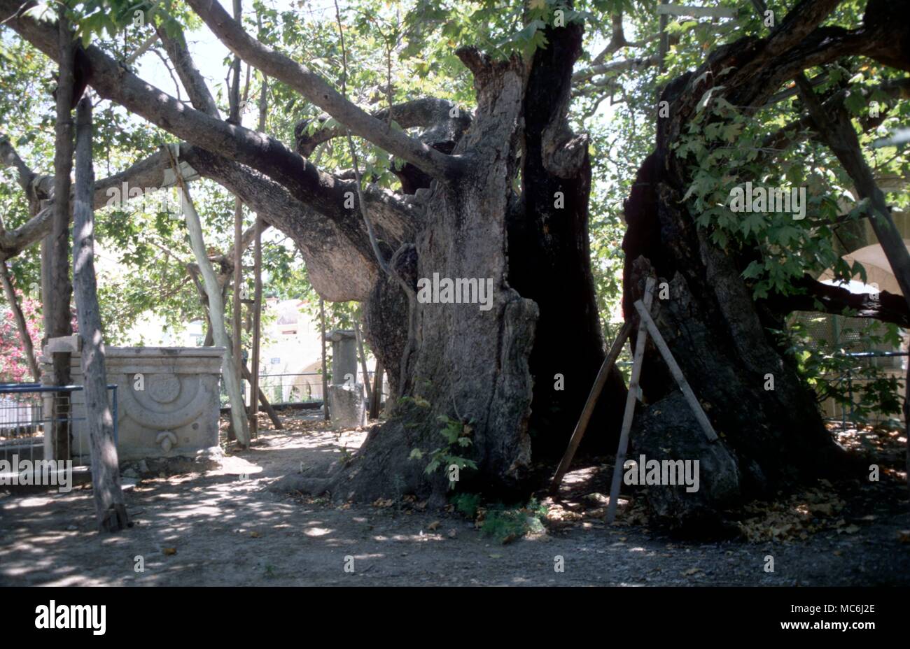 Greek Medicine The healing tree of Hippocrates on the island of Cos Stock Photo